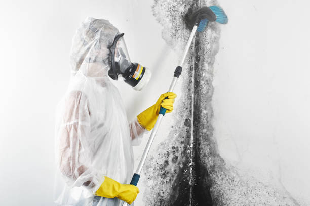Best Mold Removal for HVAC Installations  in Claxton, GA